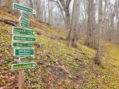 Winterlinge   Wanderung Im Jenaer Rautal 2020 0008